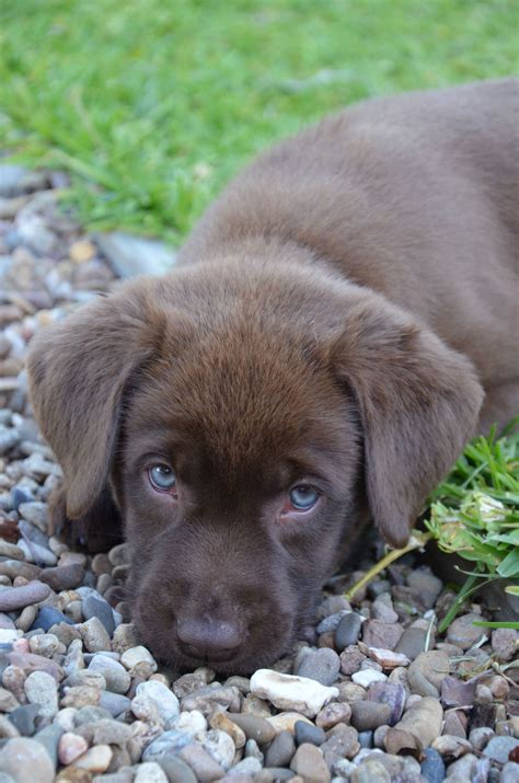 Chocolate Lab Puppy Aussie Made Chiot Trop Mignon Chiots Mignons