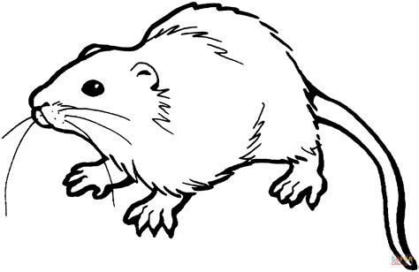 Brown Rat coloring page | Free Printable Coloring Pages