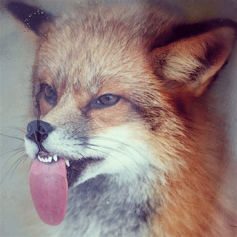 Funny Fox Haha Foxglove Pinterest