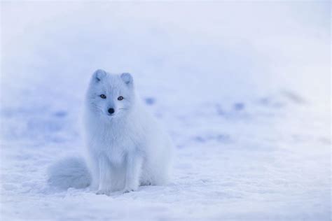 Arctic Fox Exceptional Breaks