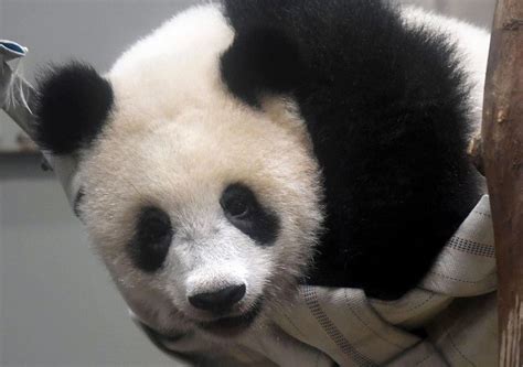 In Photos Giant Panda Cub Xiang Xiang Gets First Birthday Present