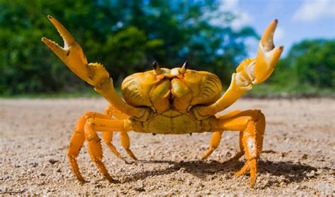 Animales que respiran por la piel para colorear : 40 Ejemplos de Animales que respiran por las branquias