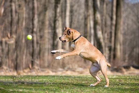 A Retriever Mixed Breed Dog Jumping To Catch A Ball Stock Photo Image