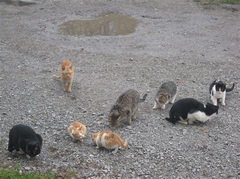 What is a feral cat? : FERAL CAT COLONY FOUND AT DISNEYLAND