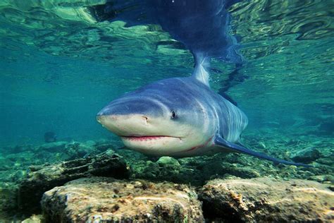 How To Feed Freshwater Sharks In Lake Nicaragua In Granada