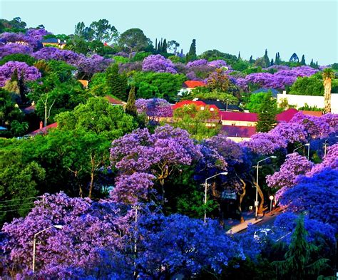 We did not find results for: Pretoria-Sunset Light on Jacarandas | Pretoria in South ...