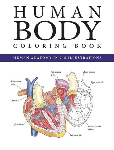 The Human Body Coloring Book By Peter Abrahams Paperback Barnes And Noble®