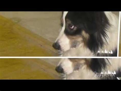 Symptoms of canine lung cancer. A Dog With Lung Cancer, Saved By Immunocal
