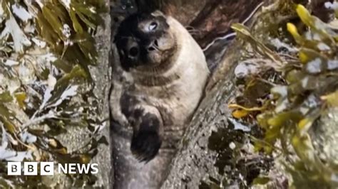 Trapped Seal Pup Rescued By Firefighters Bbc News