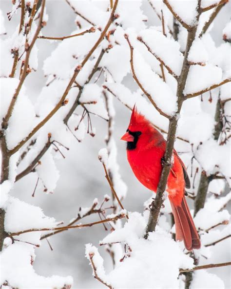 38 Red Bird In Snow Wallpaper Wallpapersafari