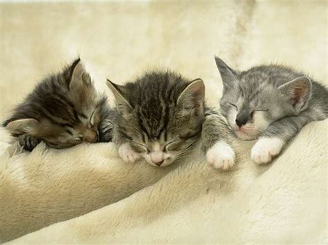 Caring for newborn kittens is hard work. What To Do If You Find A Newborn Kitten | Pets to Go