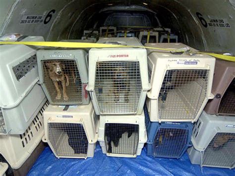 How To Transport Pets On Plane Transport Informations Lane