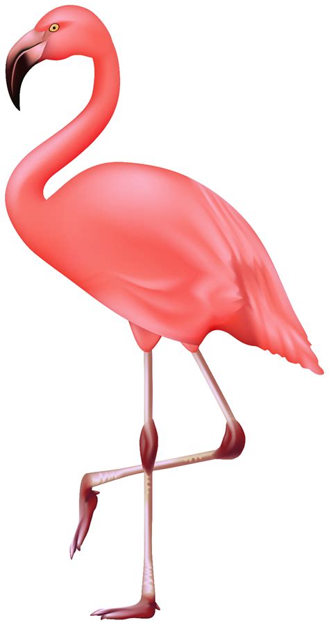 Download High Quality Flamingo Clipart High Resolution Transparent Png