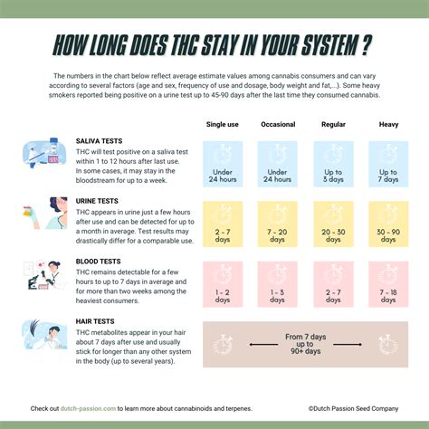 The exact length is impacted by the quantity consumed, as well as whether the person is a casual or habitual user. How long does THC stay in your system? | Dutch Passion