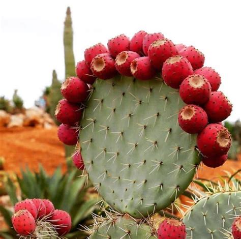 One cactus fruit is needed for ginger's romance mission. Cactus You Can Eat in 2020 | Cactus, Cactus types, Succulents