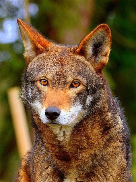 Wolves Of North America Pocket Ranger Blog Red Wolf Wild Dogs