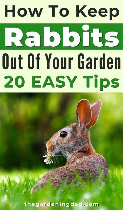 Alfalfa, clover, root vegetables like carrots, and turnips placed on the perimeter of your garden may stop the bunnies from going in deeper. Pin on How-To: Lawn and Garden