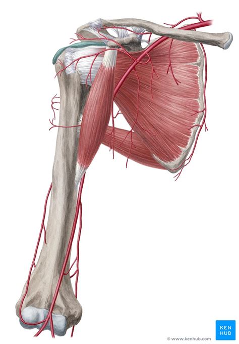 Arterial Anastomoses Of The Upper Extremity Anatomy Kenhub