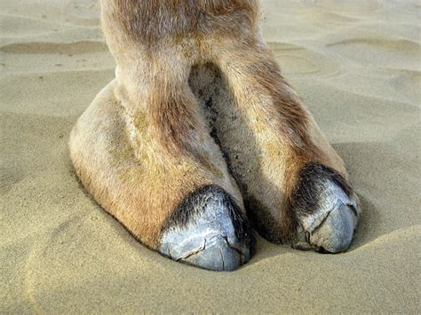 Camel Toe Flickr Photo Sharing