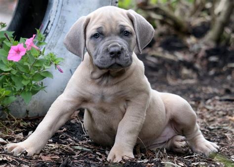 Grooming the cane corso is quite easy due to his short coat, though his large size. Claudia | Cane Corso Puppy For Sale | Keystone Puppies