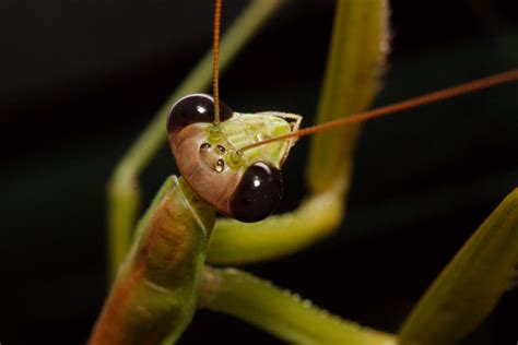 Tenodera Sinensis Chinese Mantis Henry Hartley