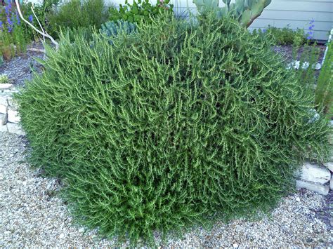 Did you know that pruning rosemary isn't needed? How Tall is Rosemary Bushes? Height (2020) - How Tall is Man?