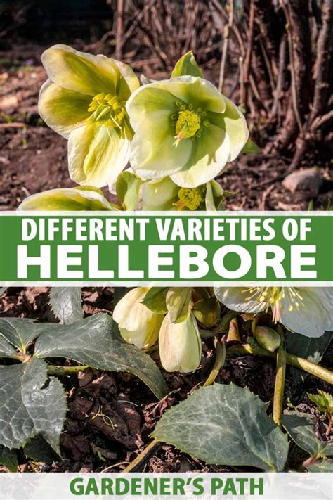 The Different Varieties Of Hellebore Gardeners Path