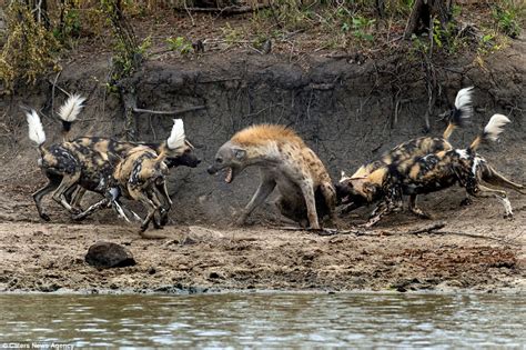 Photographer Marc Mol Catches A Hyena Escaping Wild Dogs In Sabie Sand