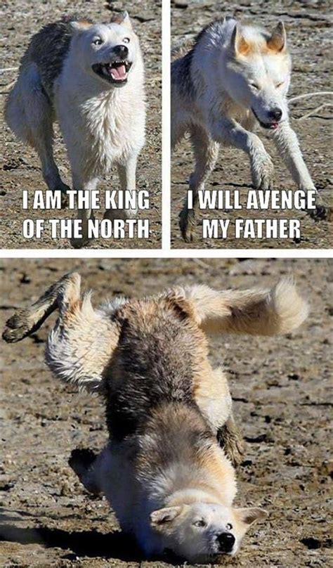 Funny Wolves I Can See Teddy Doing This Lol Must Be The Wolf In Him