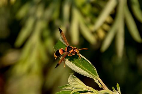 Download Free Photo Of Insecthornetabispa Ephippianpotter Wasp