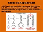 PPT - Chapter 10 DNA, RNA, & Protein Synthesis PowerPoint Presentation ...