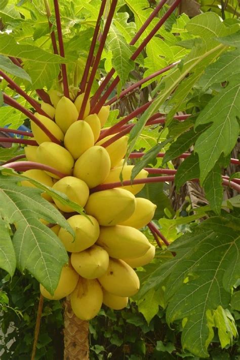 Polynesian Produce Stand Golden Thai Dwarf Papaya Short Tree Yummy