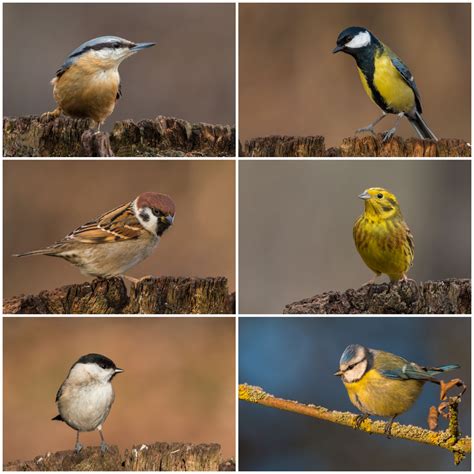 Die größte der etwa 5000 arten ist mit über 60 cm körperlänge der kolkrabe. "Unsere heimischen Singvögel" Foto & Bild | tiere ...