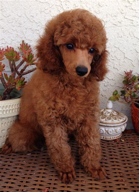 Red Mini Poodle Puppy At West Coast Poodles Red Poodle Puppies