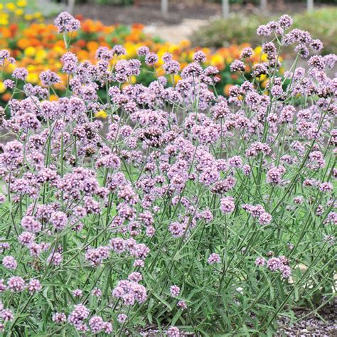 As with vegetables, there's a right time and a wrong time to plant your favorite flowers! Verbena bonariensis Meteor Shower - Je Jardine