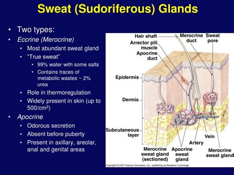 Ppt Integumentary System Powerpoint Presentation Id203550