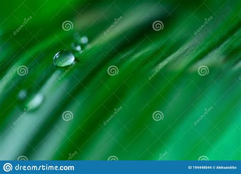 A Drop Of Water Drips Down On A Green Leaf Stock Photo Image Of Plant