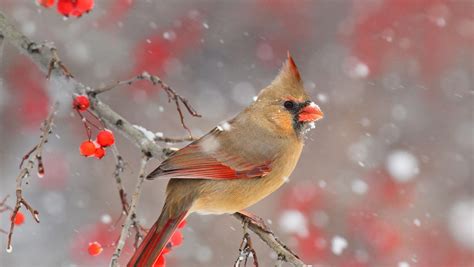Cardinal Berries Bing Wallpaper Download