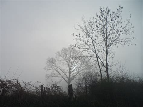 Free Images Landscape Tree Branch Winter Cloud Sky Wood Fog