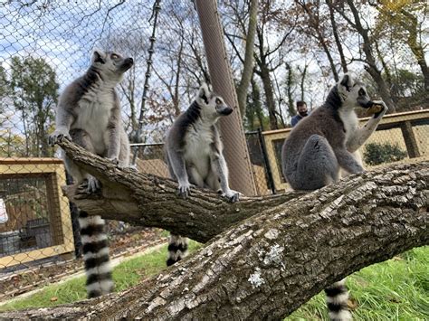Three Ring Tailed Lemurs On Log Brandywine Zoo