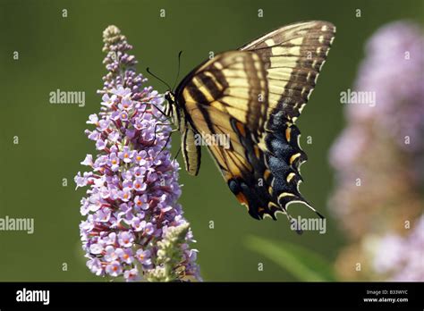 Eastern Tiger Swallowtail Butterfly Papilio Glaucus Feeding On Lilac