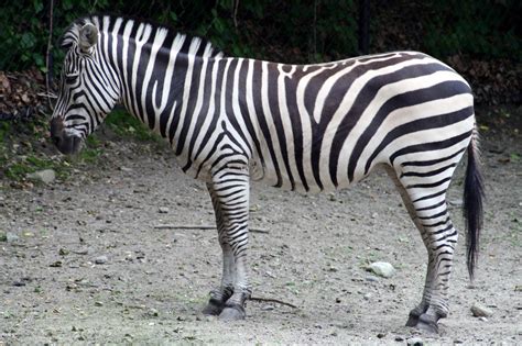 Zebra Free Stock Photo - Public Domain Pictures