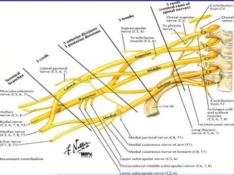 Ulnar Nerve Entrapment Sport Med School