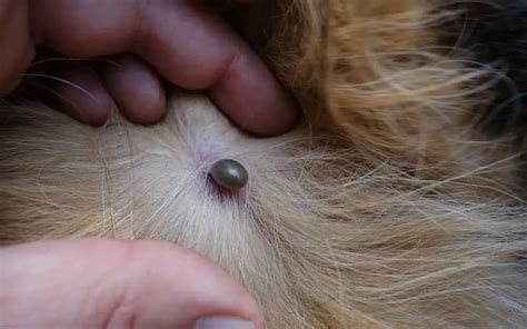 Ticks On Dogs An Unpleasant And Serious Health Risk