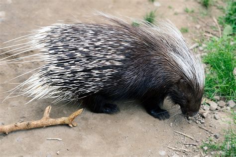 Episode 215 Prickly African Crested Porcupines All Creatures Podcast
