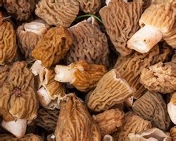 Comment nettoyer les Morilles