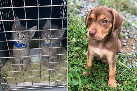 Nj Animal Shelters Help Cats And Dogs Fleeing Hurricane Dorian