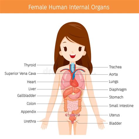 Anatomia Umana Femminile Diagramma Degli Organi Interni Illustrazione