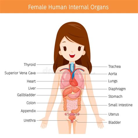 Top 169 Partes Del Cuerpo Humano Femenino Imagenes Smartindustry Mx