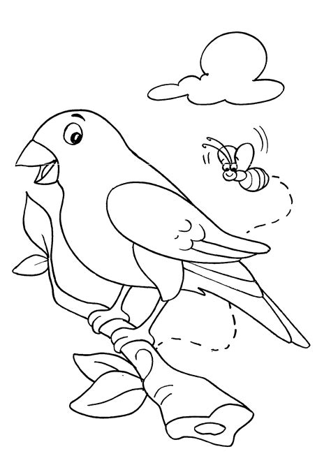 Desenhos De Aves Para Imprimir E Colorir Só Atividades